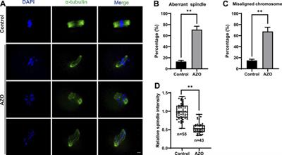 Azoxystrobin exposure impairs meiotic maturation by disturbing spindle formation in mouse oocytes